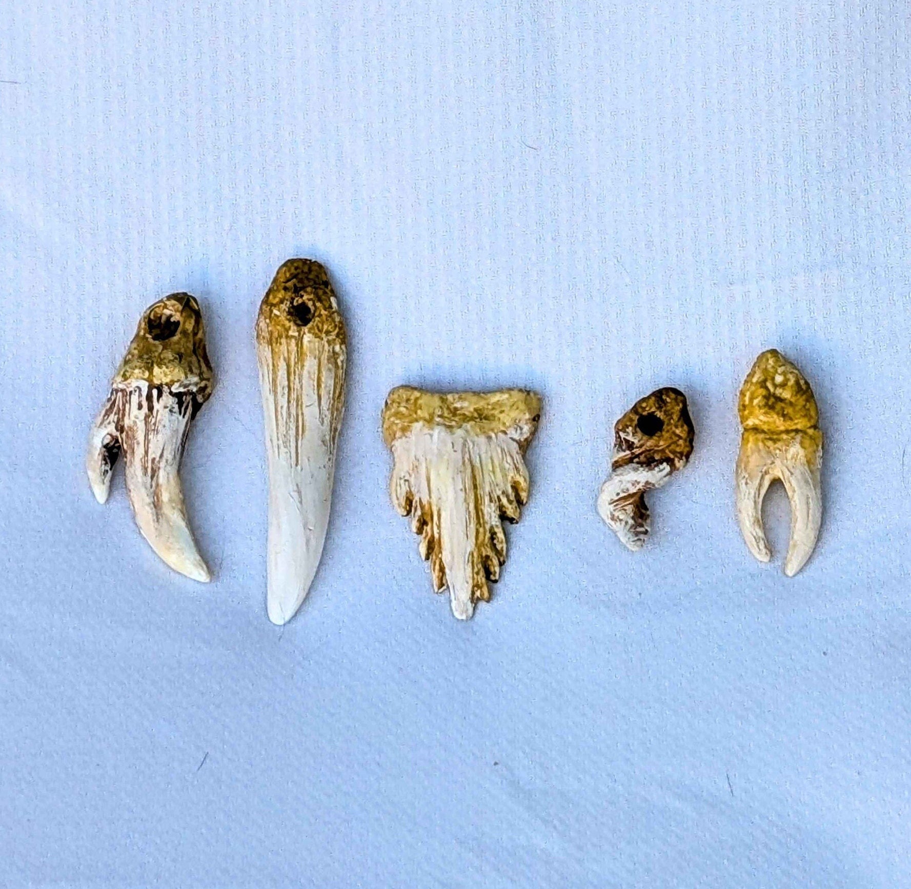 Trophy Rope Belt (Teeth, Claws & Props)