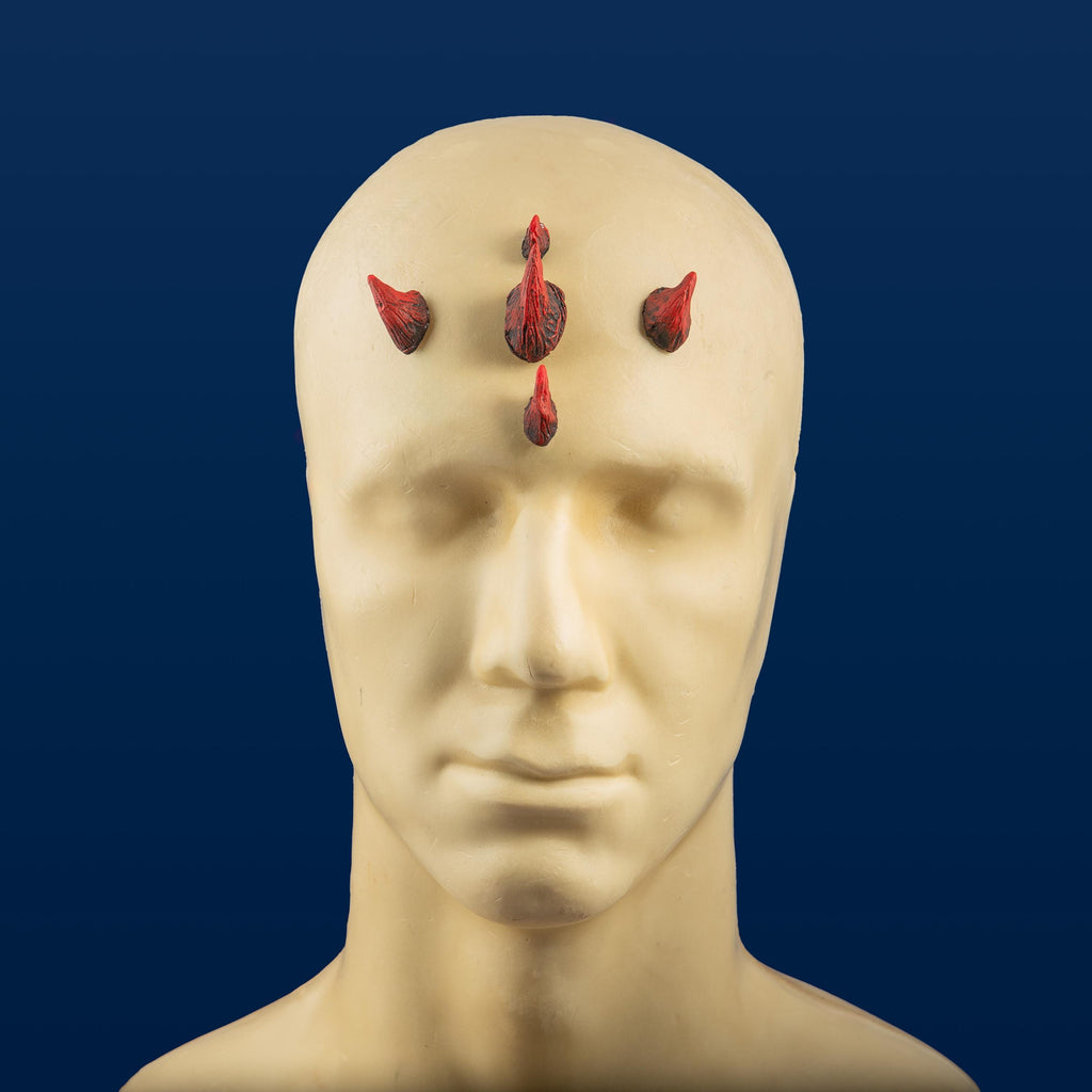 Small Zabrak Horn Set (5 Piece)