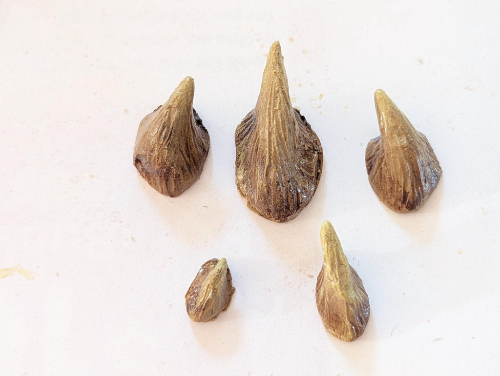 Small Zabrak Horn Set (5 Piece)