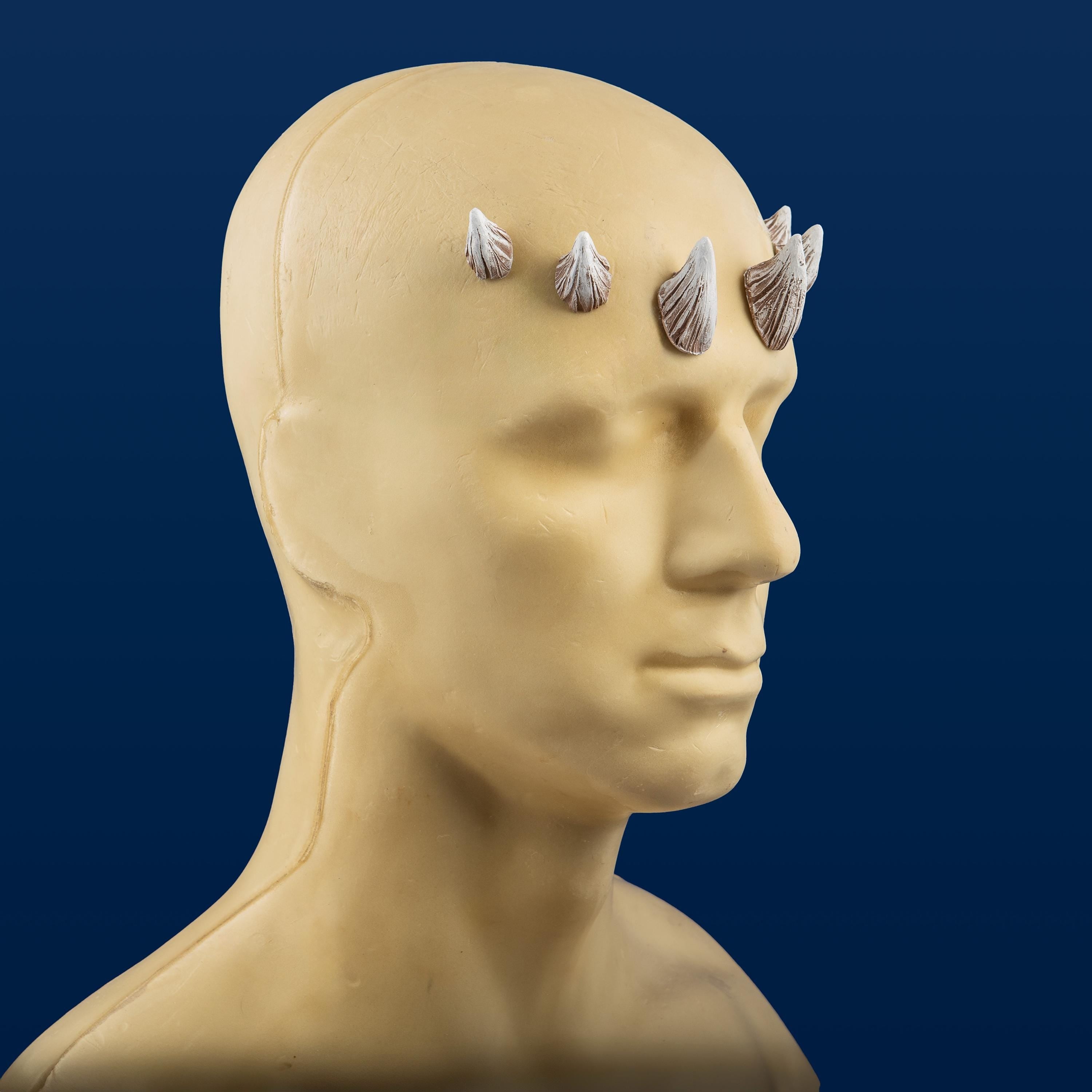 Medium Zabrak Horn Set (6 Piece)