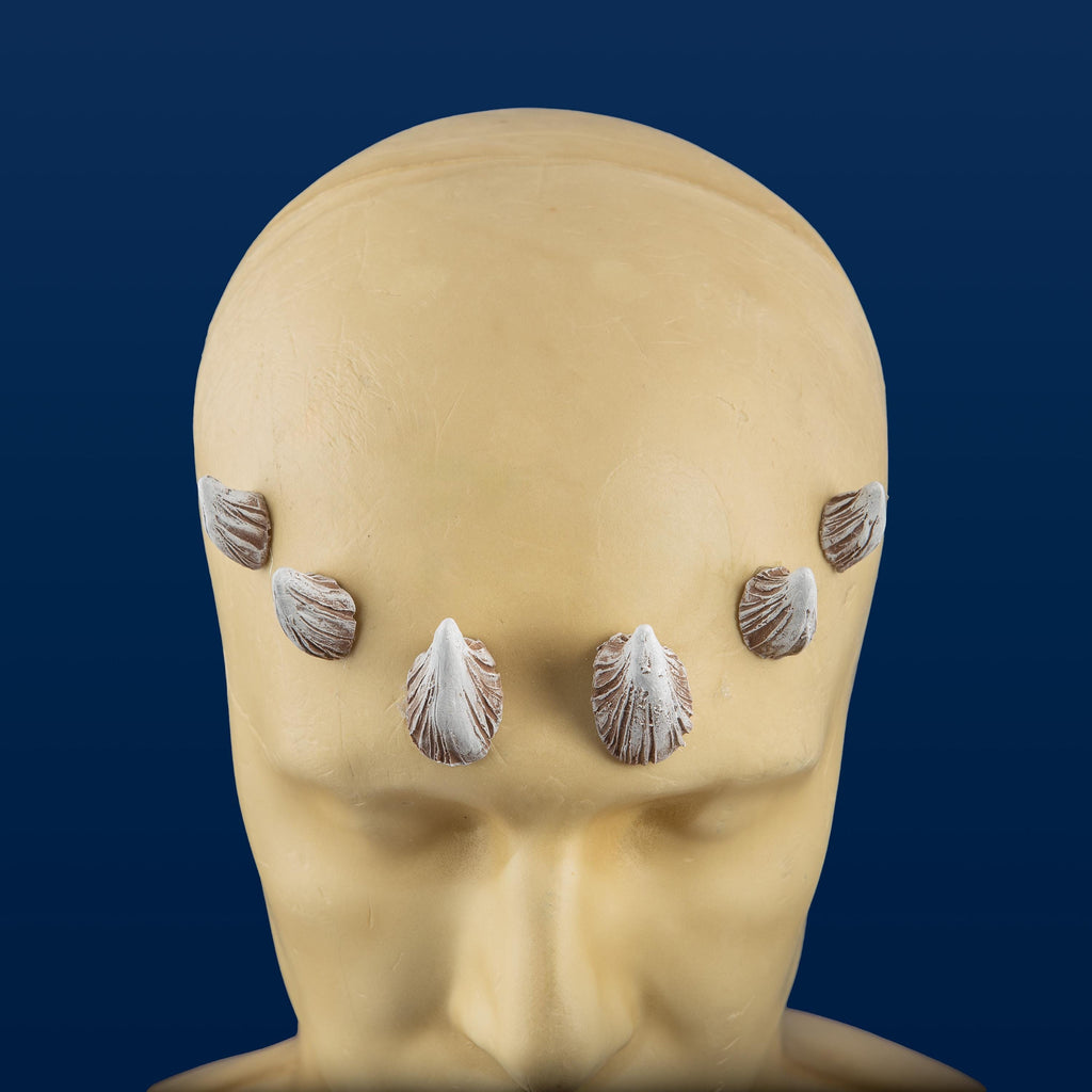 Medium Zabrak Horn Set (6 Piece)