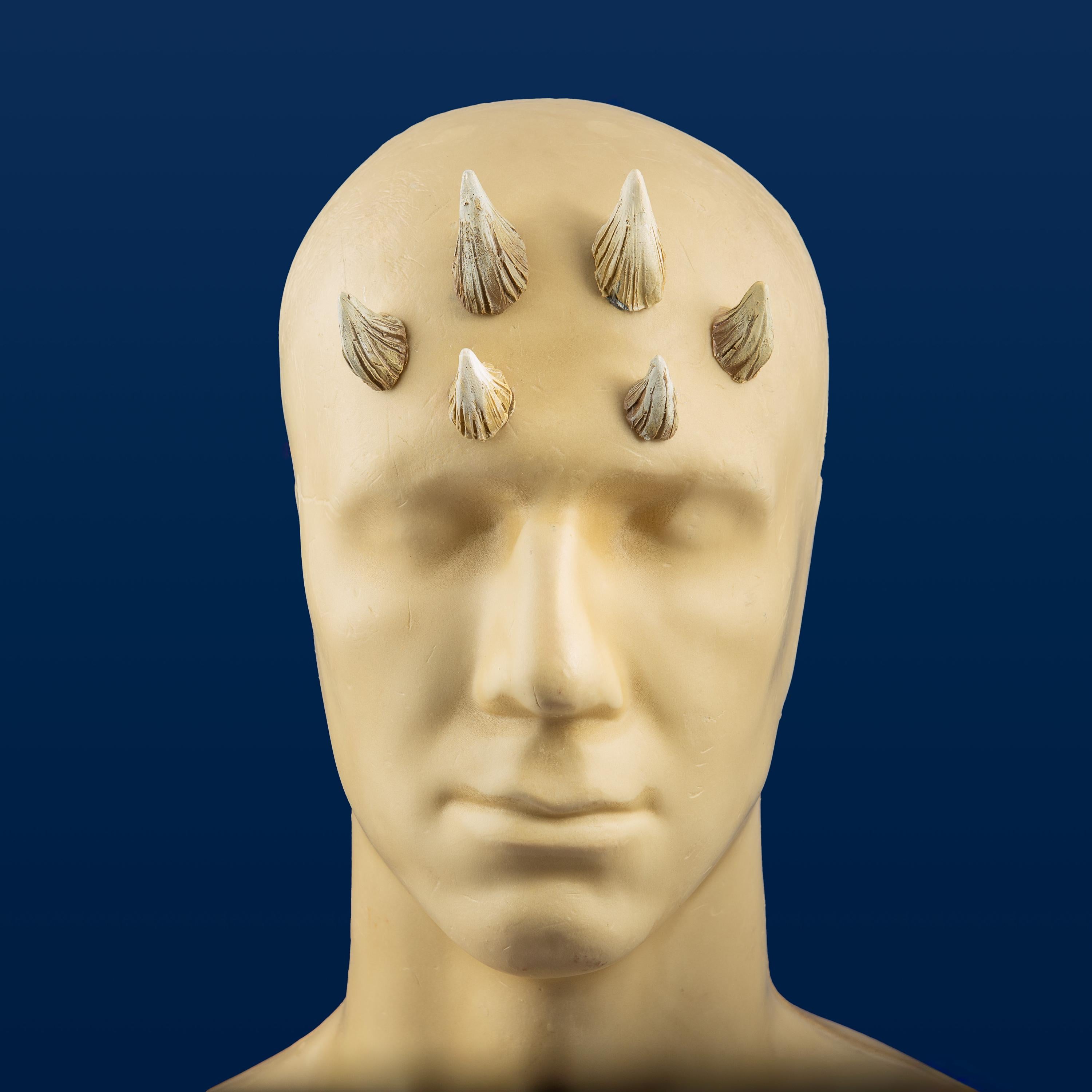 Medium Zabrak Horn Set (6 Piece)